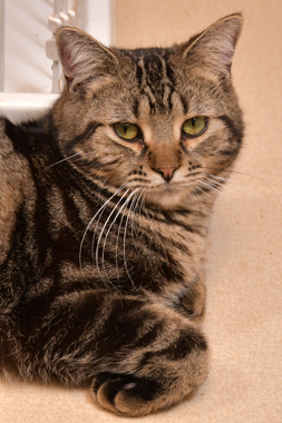 f:id:animal_protections:20190302162004j:plain f:id:animal_protections:20190302162004j:plain