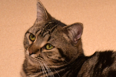 f:id:animal_protections:20190302162042j:plain