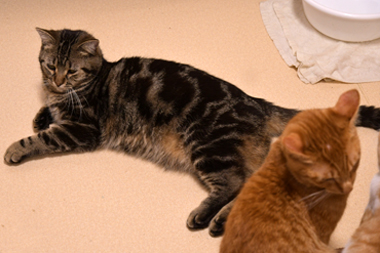 f:id:animal_protections:20190302162105j:plain f:id:animal_protections:20190302162105j:plain