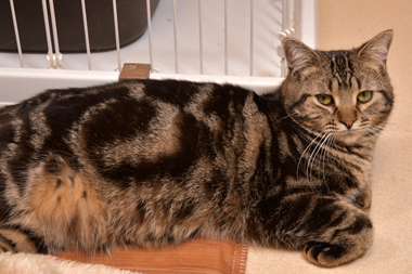 f:id:animal_protections:20190302162125j:plain