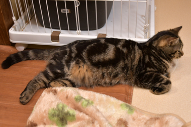 f:id:animal_protections:20190302162137j:plain f:id:animal_protections:20190302162137j:plain