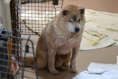 f:id:animal_protections:20190304214521j:plain f:id:animal_protections:20190304214521j:plain