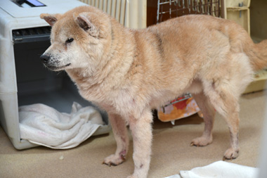 f:id:animal_protections:20190304214540j:plain f:id:animal_protections:20190304214540j:plain