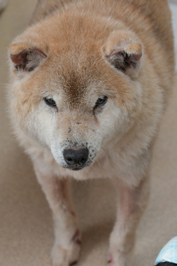 f:id:animal_protections:20190304214606j:plain
