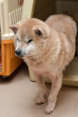 f:id:animal_protections:20190304214617j:plain f:id:animal_protections:20190304214617j:plain