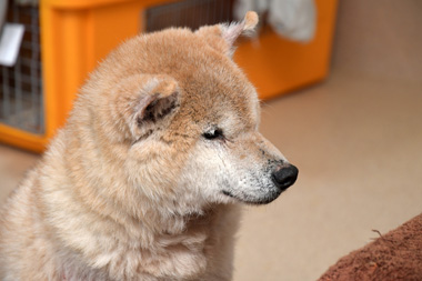 f:id:animal_protections:20190304214631j:plain f:id:animal_protections:20190304214631j:plain