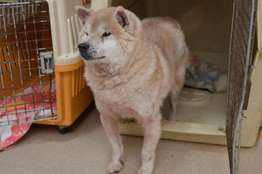 f:id:animal_protections:20190304214648j:plain f:id:animal_protections:20190304214648j:plain