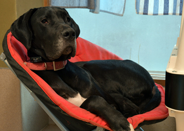 f:id:animal_protections:20190304215744j:plain