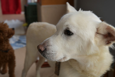 f:id:animal_protections:20190304220307j:plain