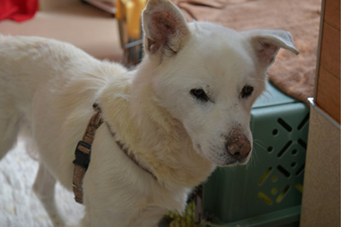 f:id:animal_protections:20190304220344j:plain