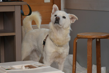 f:id:animal_protections:20190304220440j:plain