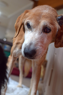 f:id:animal_protections:20190304225746j:plain