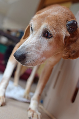 f:id:animal_protections:20190304225805j:plain f:id:animal_protections:20190304225805j:plain
