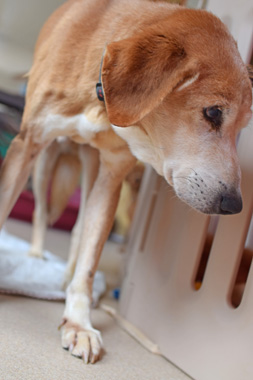 f:id:animal_protections:20190304225828j:plain