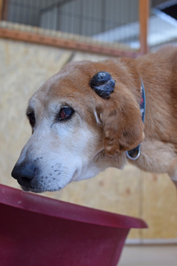 f:id:animal_protections:20190304225845j:plain f:id:animal_protections:20190304225845j:plain