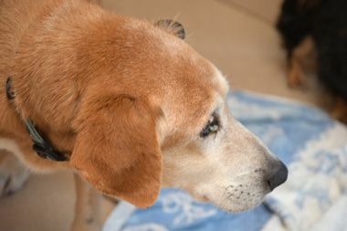 f:id:animal_protections:20190304225859j:plain f:id:animal_protections:20190304225859j:plain