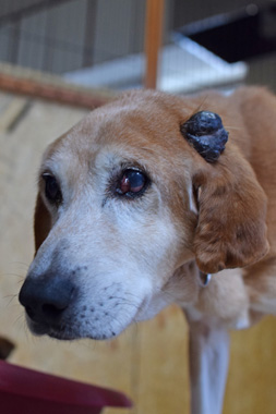 f:id:animal_protections:20190304225919j:plain