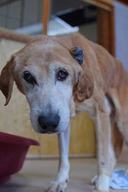 f:id:animal_protections:20190304225934j:plain f:id:animal_protections:20190304225934j:plain