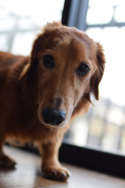 f:id:animal_protections:20190304233422j:plain