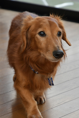 f:id:animal_protections:20190304233445j:plain