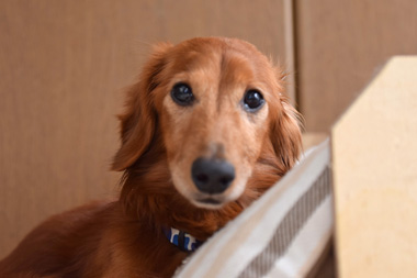 f:id:animal_protections:20190304233502j:plain
