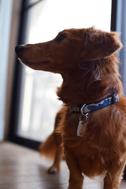 f:id:animal_protections:20190304233543j:plain