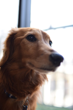 f:id:animal_protections:20190304233557j:plain