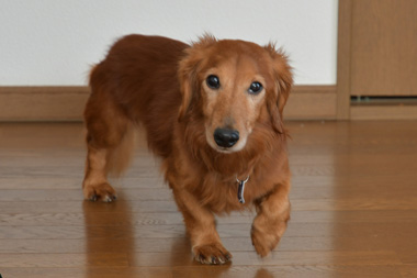 f:id:animal_protections:20190304233632j:plain