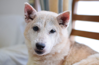 f:id:animal_protections:20190304233923j:plain