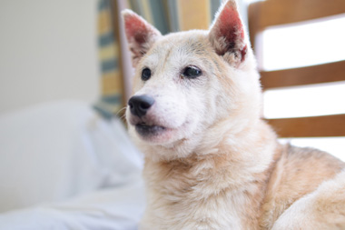 f:id:animal_protections:20190304233938j:plain