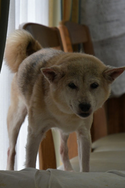 f:id:animal_protections:20190304234016j:plain