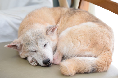 f:id:animal_protections:20190304234038j:plain