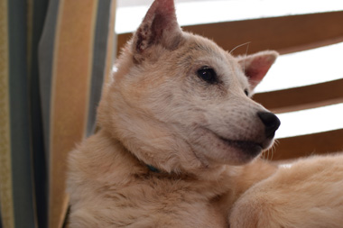f:id:animal_protections:20190304234103j:plain