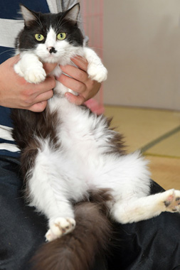 f:id:animal_protections:20190305151502j:plain