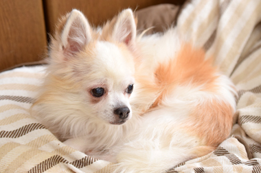 f:id:animal_protections:20190305152806j:plain