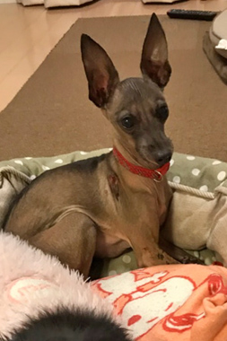 f:id:animal_protections:20190305153732j:plain