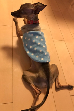 f:id:animal_protections:20190305153748j:plain
