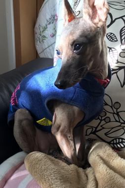 f:id:animal_protections:20190305153809j:plain
