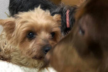 f:id:animal_protections:20190313171024j:plain
