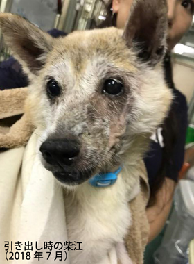 f:id:animal_protections:20190314141019j:plain