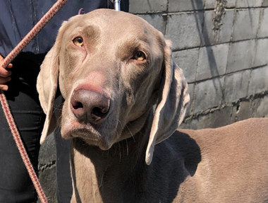 f:id:animal_protections:20190317185300j:plain