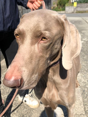f:id:animal_protections:20190317185324j:plain