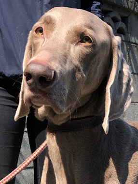 f:id:animal_protections:20190317185342j:plain
