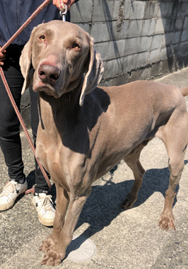f:id:animal_protections:20190317185356j:plain