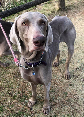 f:id:animal_protections:20190317185421j:plain
