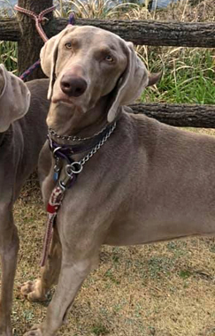 f:id:animal_protections:20190317185432j:plain