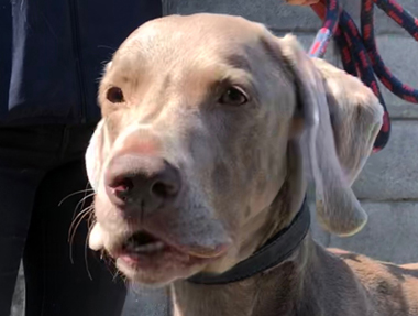 f:id:animal_protections:20190317185925j:plain