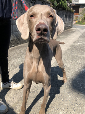 f:id:animal_protections:20190317185936j:plain