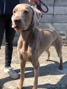 f:id:animal_protections:20190317185950j:plain