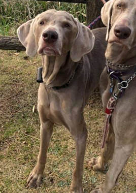f:id:animal_protections:20190317190028j:plain